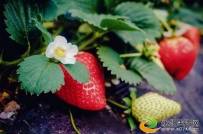 草莓大仙第一季